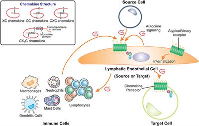 The Interplay Between Lymphatic Vessels and Chemokines